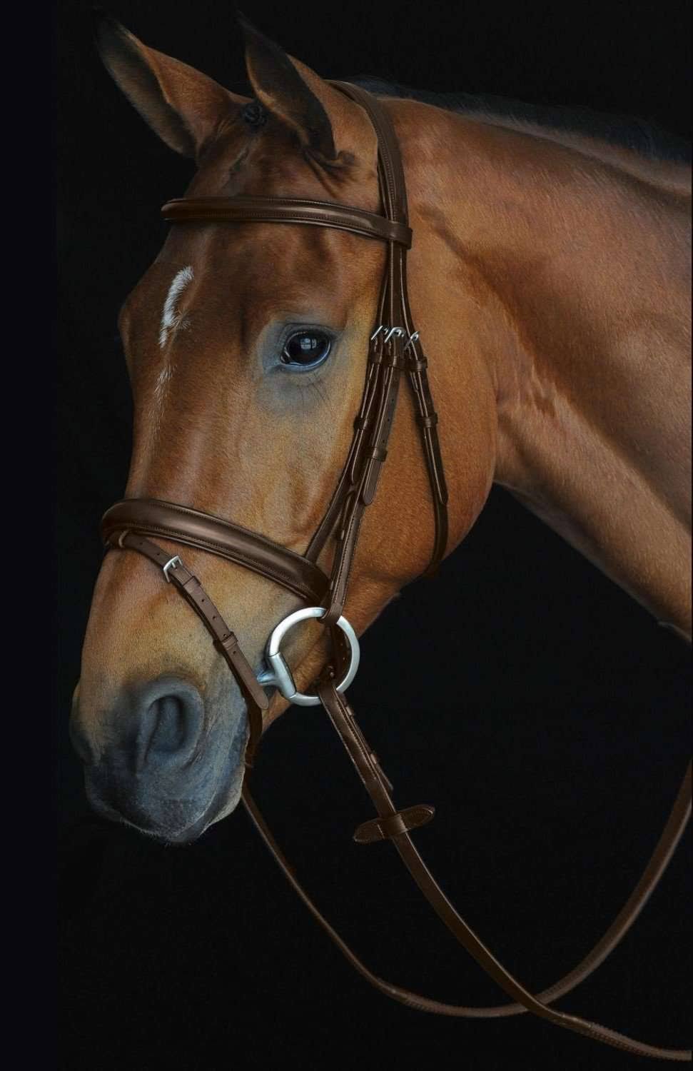 Padded Raised Flash Bridle - Brown - COB A3129