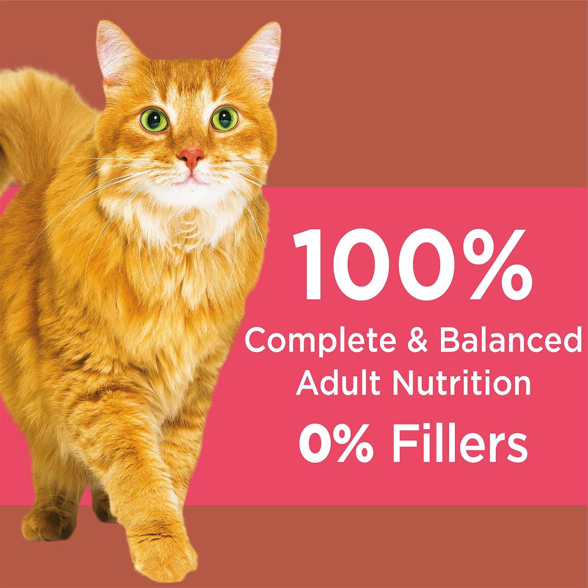 High Protein Chicken & Salmon Dry Cat Food M807646