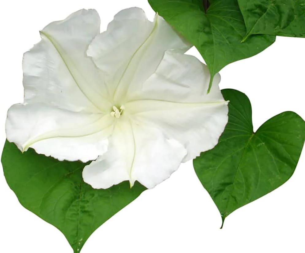 White Moonflower Vine Seeds E213339