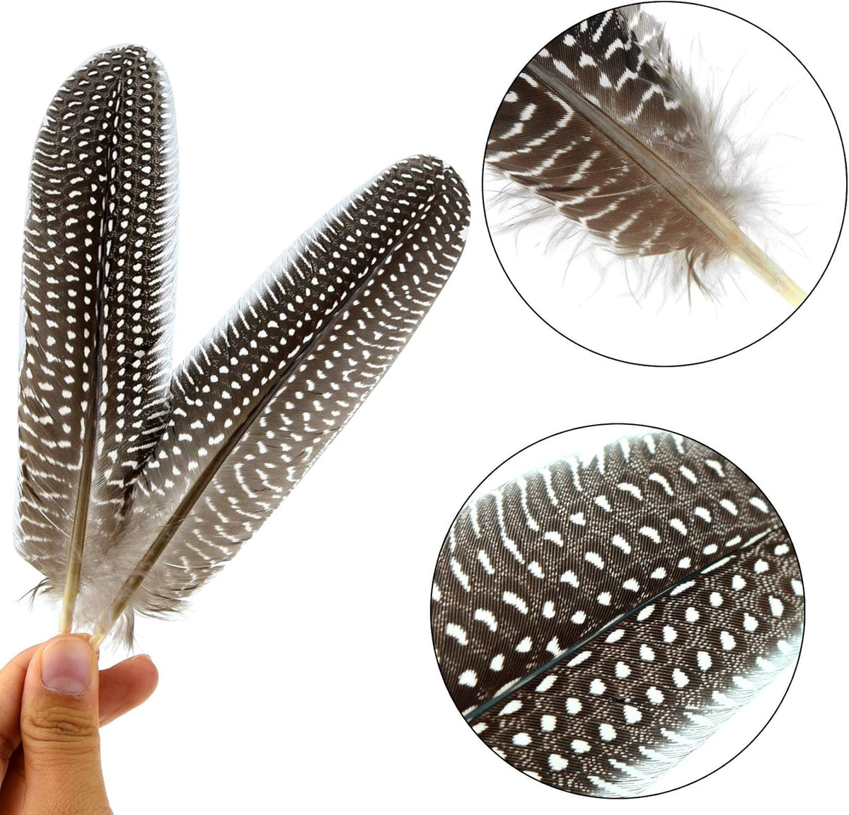 50 Pcs 15-20cm Natural Spotted Pheasant Feathers D518