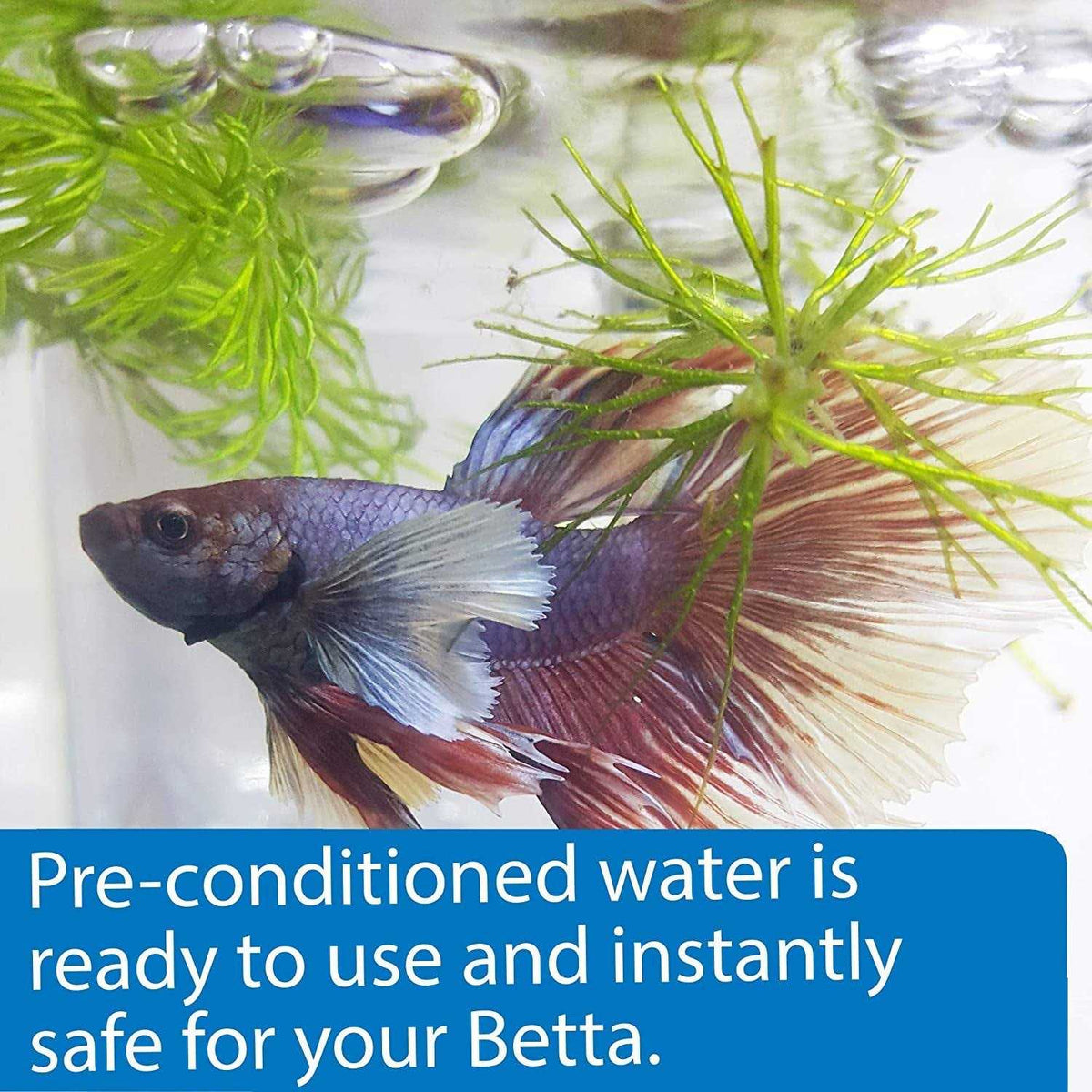 Betta Water Q49245