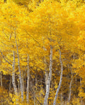 3 Bareroot Quaking Aspen Trees 18-24 Inches Tall C252