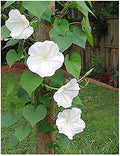 White Moonflower Vine Seeds E213339
