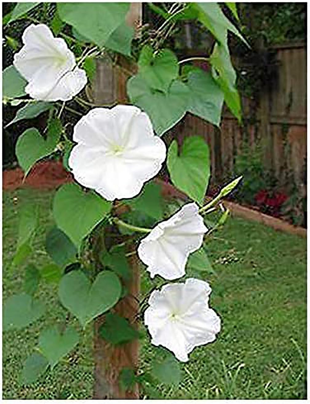 White Moonflower Vine Seeds E213339