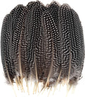 50 Pcs 15-20cm Natural Spotted Pheasant Feathers D518
