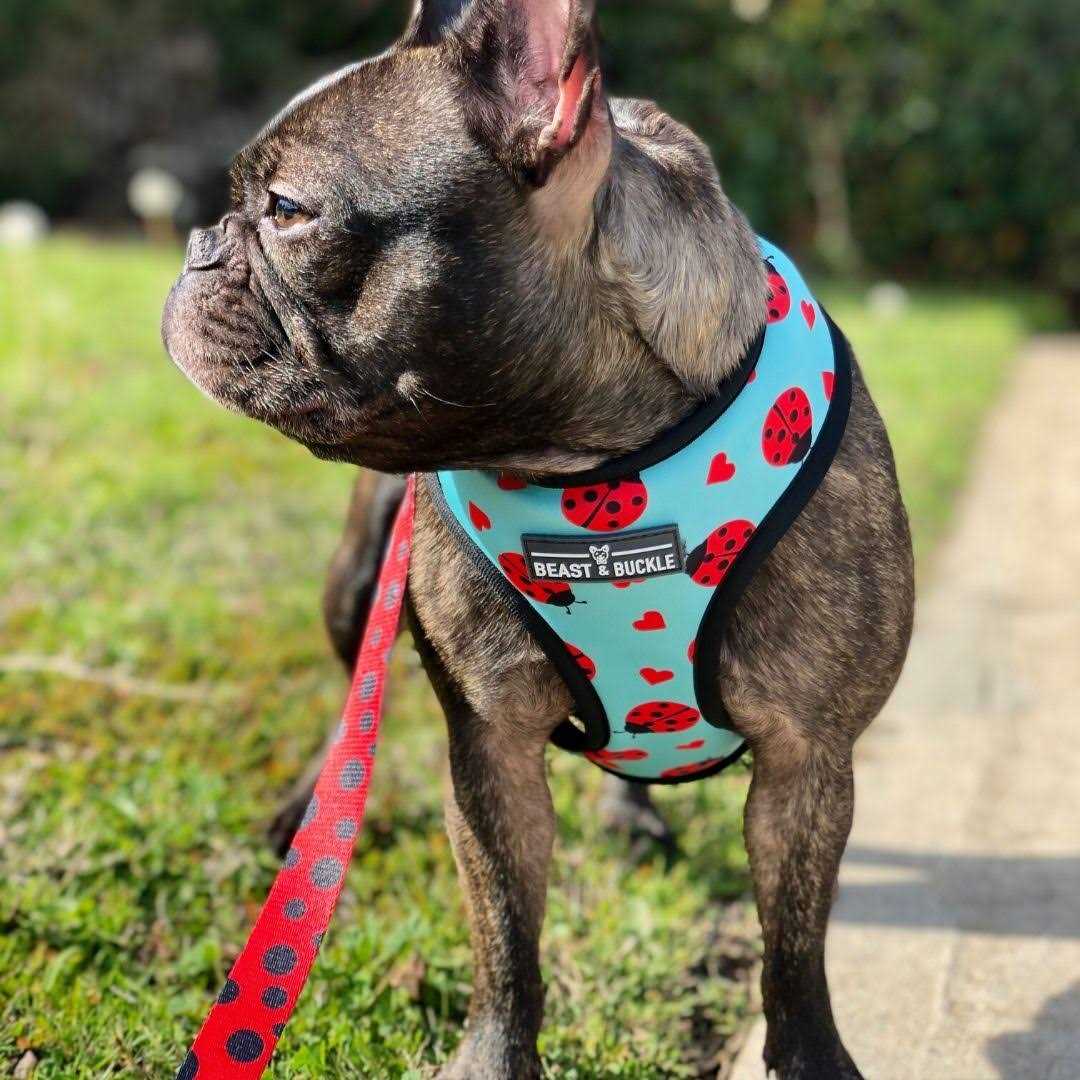 Reversible Dog Harness B969438