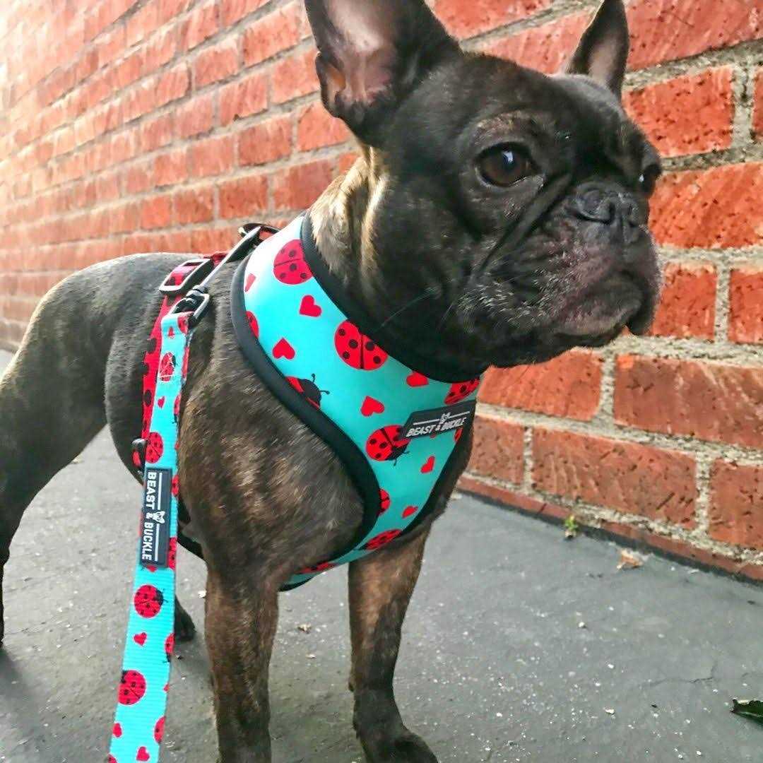 Reversible Dog Harness B969438
